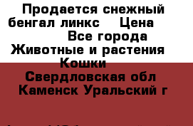 Продается снежный бенгал(линкс) › Цена ­ 25 000 - Все города Животные и растения » Кошки   . Свердловская обл.,Каменск-Уральский г.
